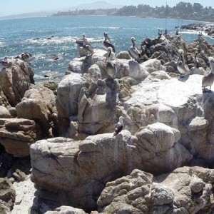 Aerial view of huge Pelican birds at Concon beach in Chile - YouTube